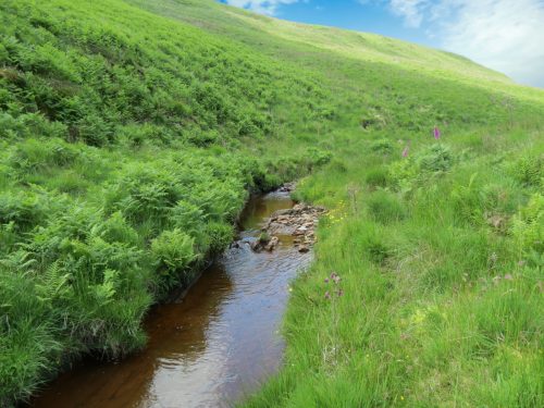 11.-Below-Little-Ashcombe-upstream-from-Warrens-Bridge-12