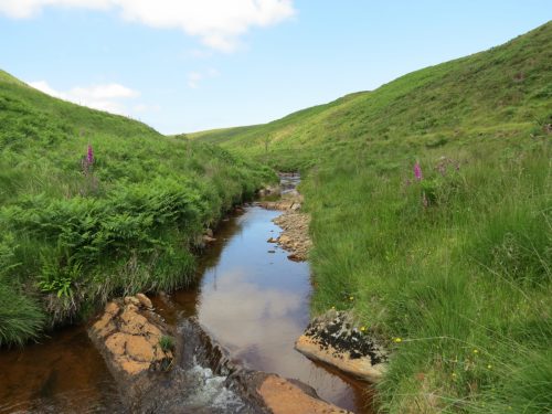 11.-Below-Little-Ashcombe-upstream-from-Warrens-Bridge-14