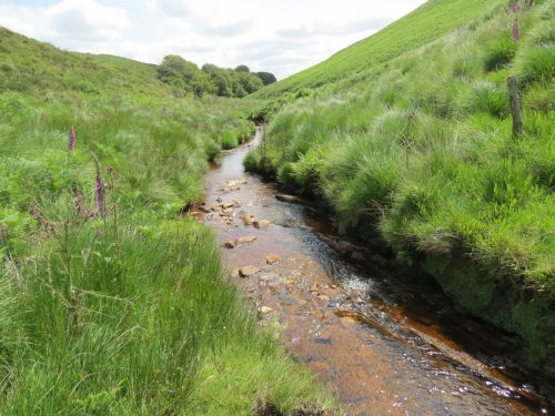 11.-Below-Little-Ashcombe-upstream-from-Warrens-Bridge-2