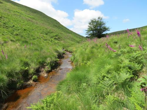 11.-Below-Little-Ashcombe-upstream-from-Warrens-Bridge-4