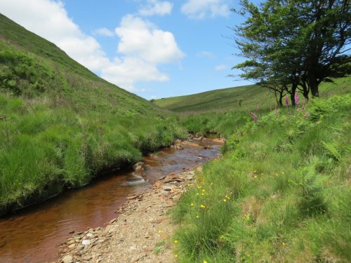 11.-Below-Little-Ashcombe-upstream-from-Warrens-Bridge-6