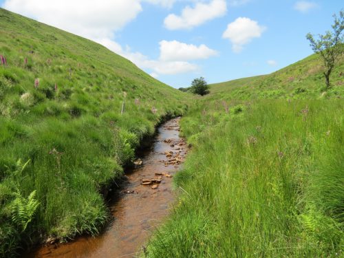 11.-Below-Little-Ashcombe-upstream-from-Warrens-Bridge-9