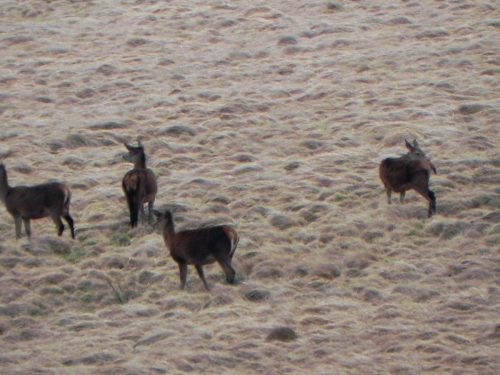 11.-Deer-above-Hoccombe-Water-2 (1)