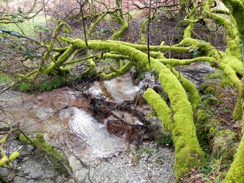 11.-Downstream-from-Little-ash-Combe-2