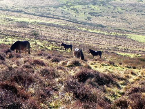 11.-Exmoor-Ponies-above-Hoaroak-Water-2