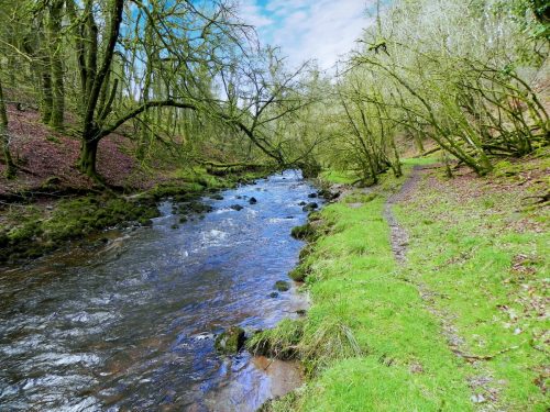 11.-Flowing-past-West-Hollowcombe-Wood-2