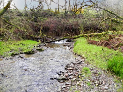 11.-Flowing-through-Holwell-Wood-2