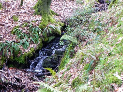 11.-Flowing-through-Luccombe-Plantation-2