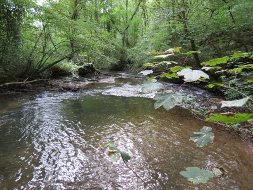 11.-Flowing-through-Muzzy-Grove-Copse
