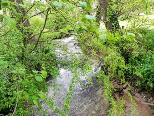 11.-Looking-upstream-from-Cameron-Cottage-bridge-2