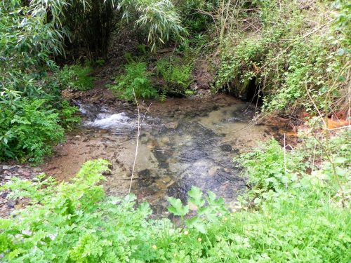 11.-Outlet-from-Chargot-House-pond-3