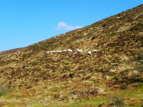 11.-Sheep-by-Chalk-Water-2
