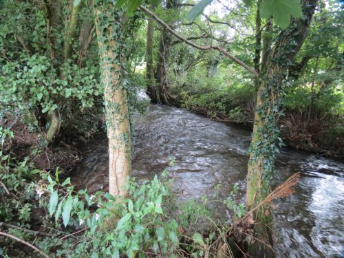11.-Upstream-from-Greenham-12