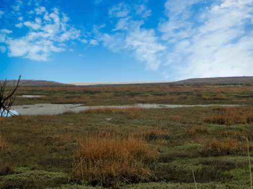 111.-Flowing-through-the-salt-marshes-to-the-sea-2