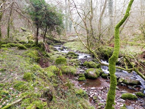 117.-Flowing-through-Parsons-Wood-2