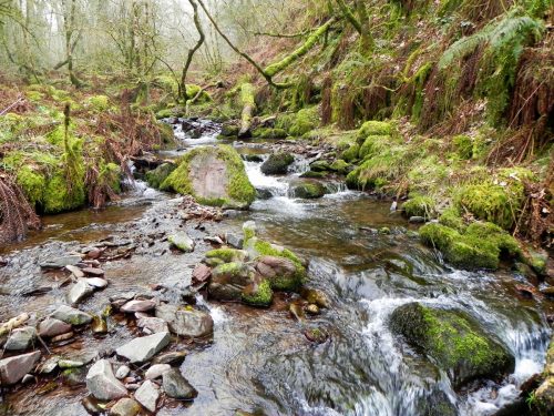118.-Flowing-through-Parsons-Wood-2