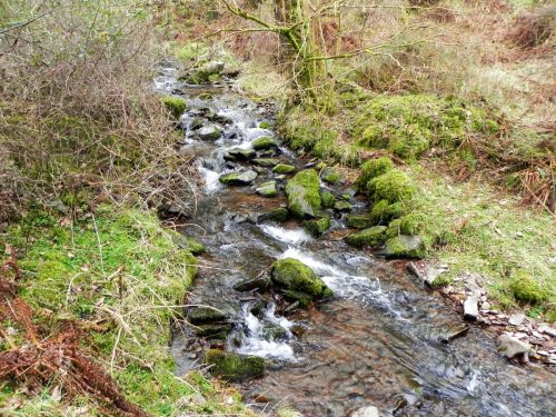 119.-Flowing-through-Parsons-Wood-2