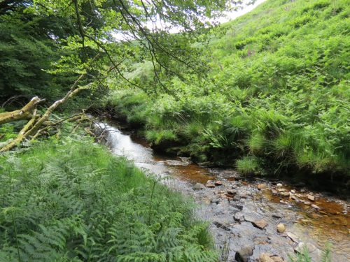 11a.-Upstream-from-Warrens-Bridge-19