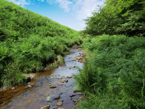 11a.-Upstream-from-Warrens-Bridge-20