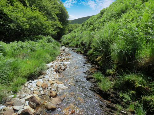 11a.-Upstream-from-Warrens-Bridge-21
