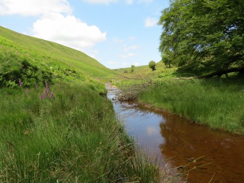 11a.-Upstream-from-Warrens-Bridge-23