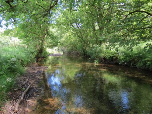 11c.-Flowing-past-Lyncombe-Wood-11