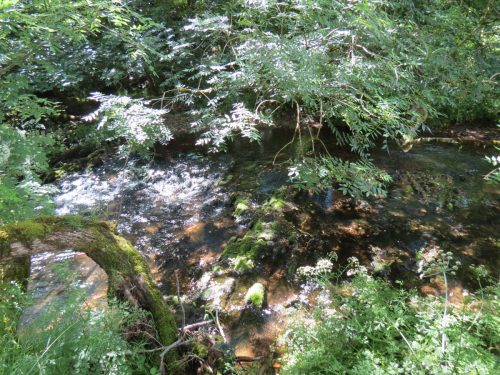 11c.-Upstream-from-Lyncombe-11