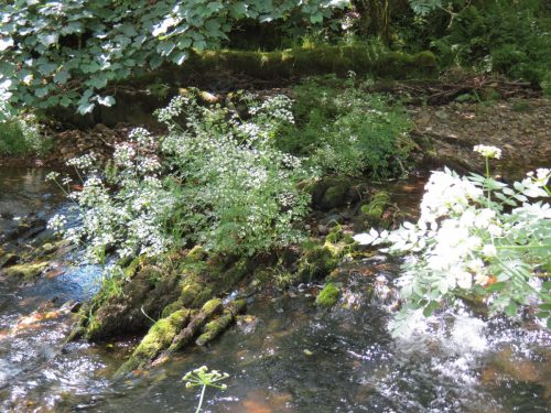 11c.-Upstream-from-Lyncombe-13