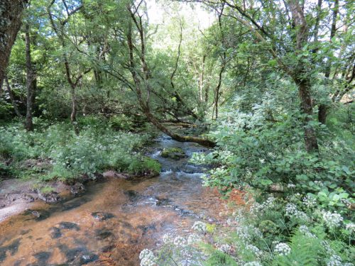 11c.-Upstream-from-Lyncombe-14