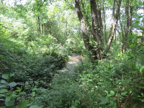 11c.-Upstream-from-Lyncombe-15