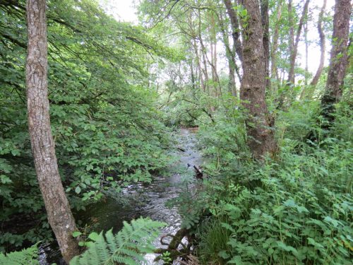 11c.-Upstream-from-Lyncombe-16