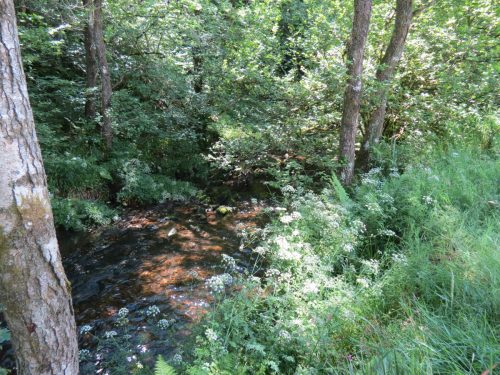 11c.-Upstream-from-Lyncombe-7