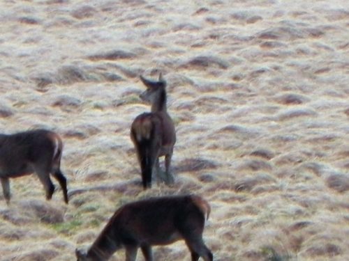 12.-Deer-above-Hoccombe-Water-2