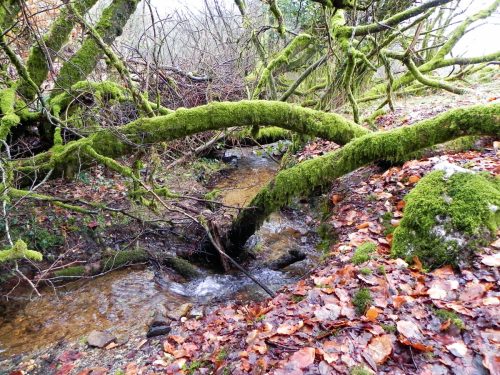 12.-Downstream-from-Little-ash-Combe-2