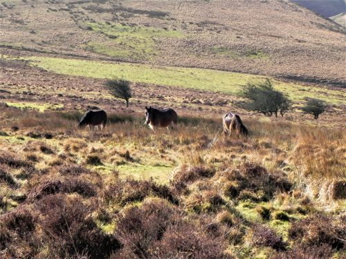 12.-Exmoor-Ponies-above-Hoaroak-Water-2