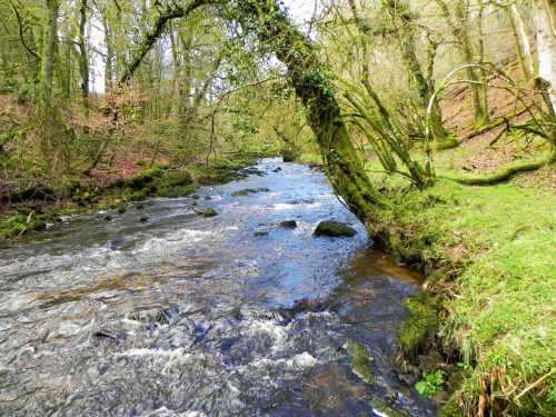 12.-Flowing-past-West-Hollowcombe-Wood-2