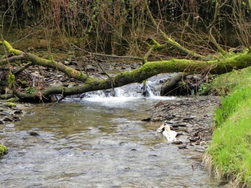 12.-Flowing-through-Holwell-Wood-2