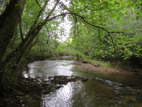 12.-Flowing-through-Muzzy-Grove-Copse
