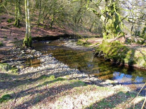 12.-Flowing-through-Shortacombe-Wood-2