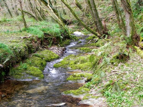 12.-Flowing-through-Snowdrop-Valley-2
