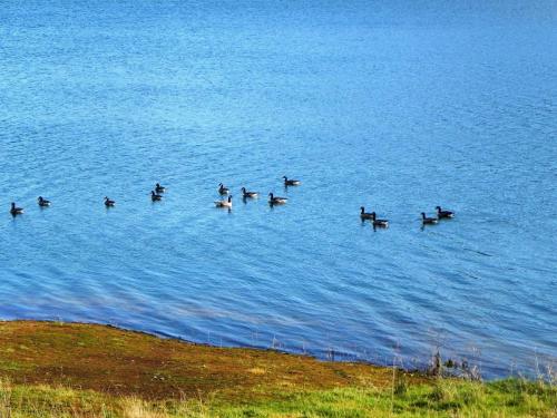 12.-Geese-on-Wimbleball-Lake-2