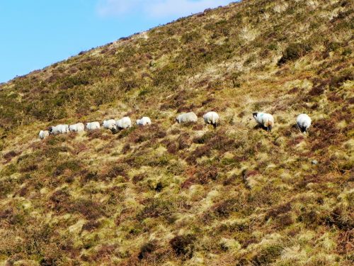 12.-Sheep-by-Chalk-Water-2