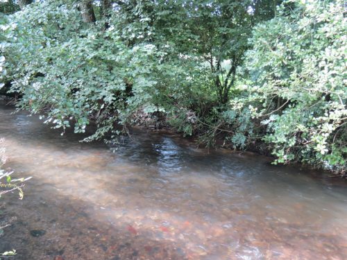 12.-Upstream-from-Greenham-6