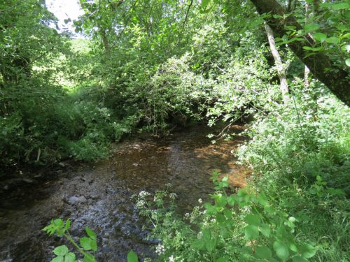 12.-Upstream-from-Lyncombe