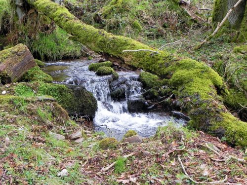 12.-Upstream-from-River-Avill-2