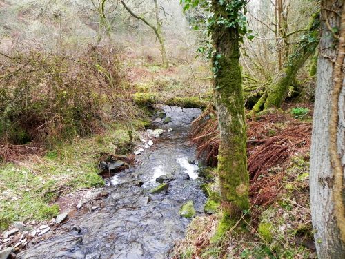 120.-Flowing-through-Parsons-Wood-2
