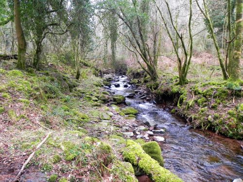 121.-Flowing-through-Parsons-Wood-2