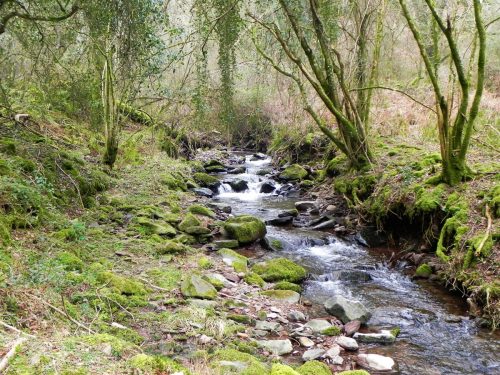 122.-Flowing-through-Parsons-Wood-2