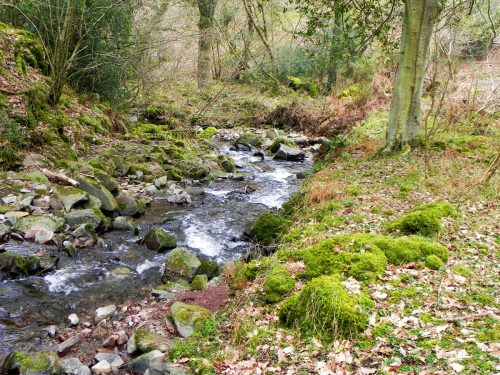124.-Flowing-through-Parsons-Wood-2