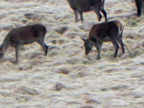 13.-Deer-above-Hoccombe-Water-2